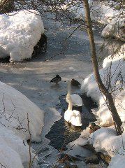 Tundra Swans_Ducks2.JPG