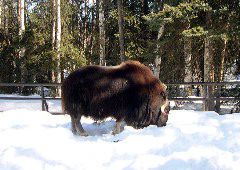 Muskox.JPG