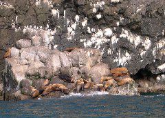 Sea Lions and kittiwakes 2.JPG