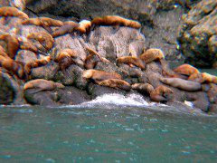 Sea Lions4.JPG