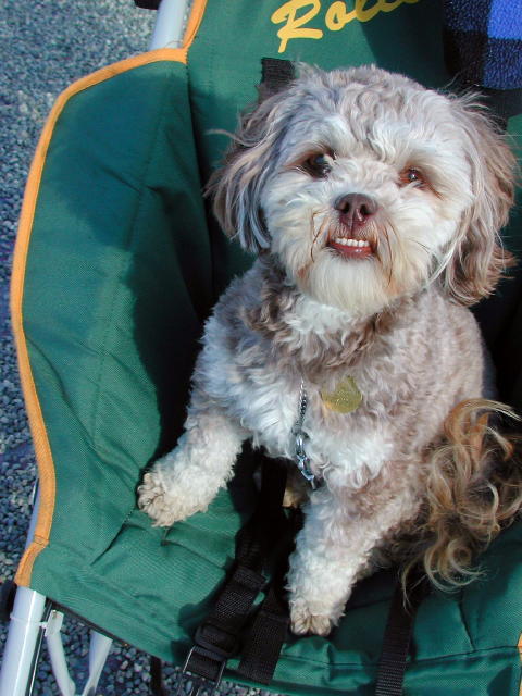 Josie the hearing dog