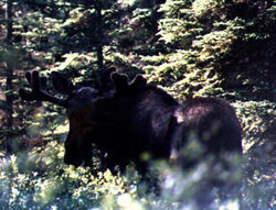 Two Year Old Bull Moose