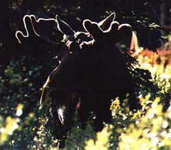 Two Year Old Bull Moose