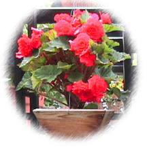 Red Ruffled Begonia