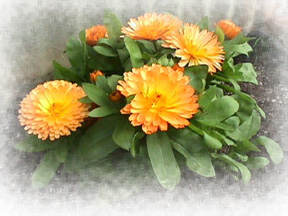 Calendula