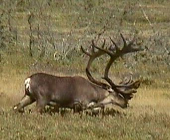 Bull Caribou