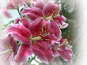 Stargazer Lily