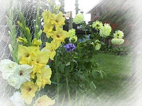 Glads, Dahlias & Delphinium