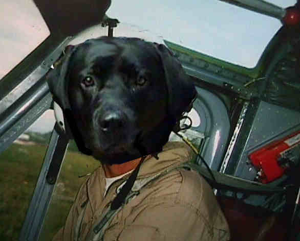 Pilot Dog