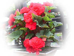 Red Ruffled Begonia