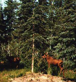 Twin Moose Calves