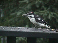 Downey Woodpecker