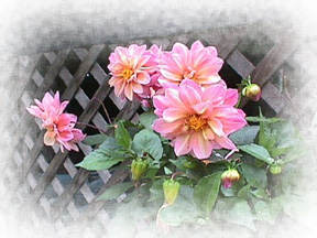 Collarette Dahlia