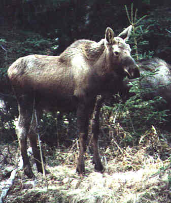 Yearling Moose