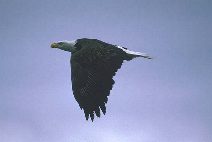 Eagle