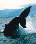 Whaletail