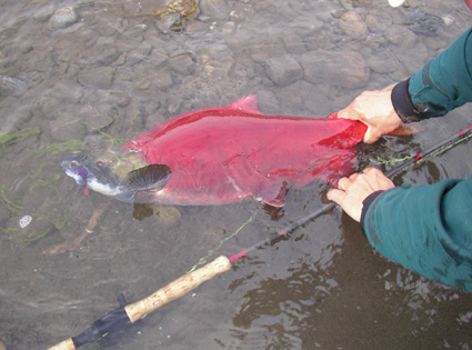 Big Sockeye