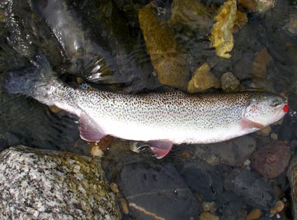 Alaska's Honolulu Creek