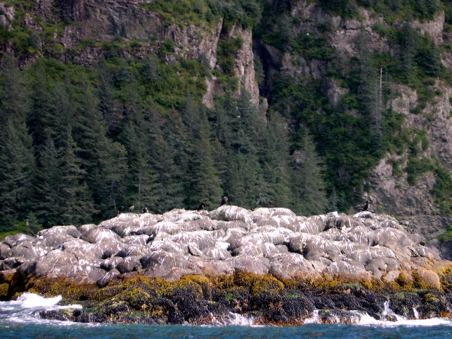 Murres on Lookout Rock.JPG